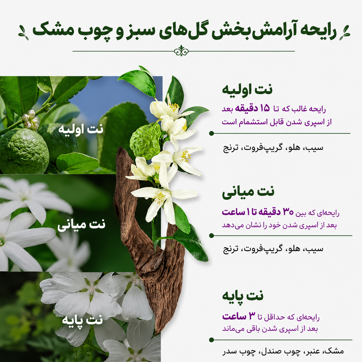 سرم لیفتینگ ریدل شات وی تی کازمتیک 10 رایحه سرم لیفتینگ ریدل شات وی تی کازمتیک